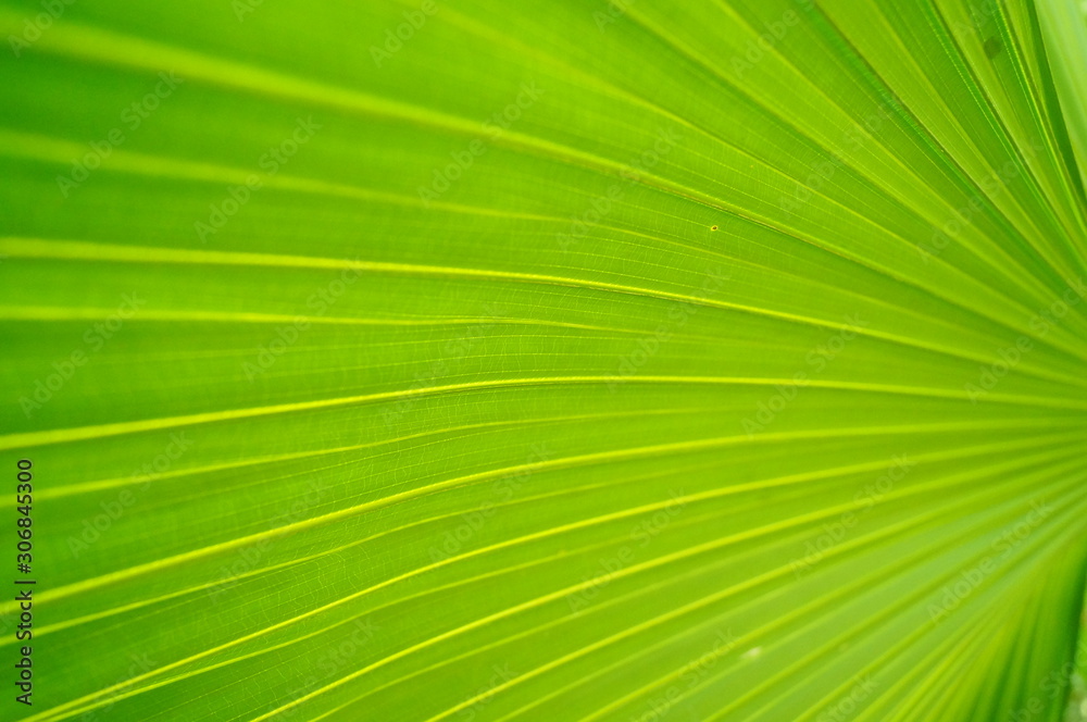 Obraz premium Palm leaves