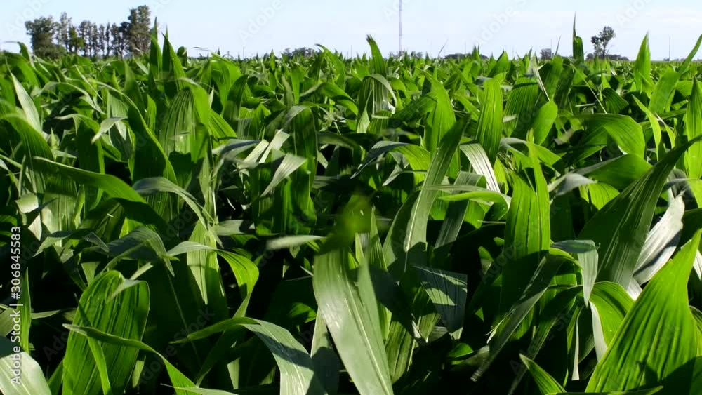 View of a corn field at crop's level on rural Santa Fe Province, Argentina. View of a corn field at crop's level on rural Santa Fe Province, Argentina.