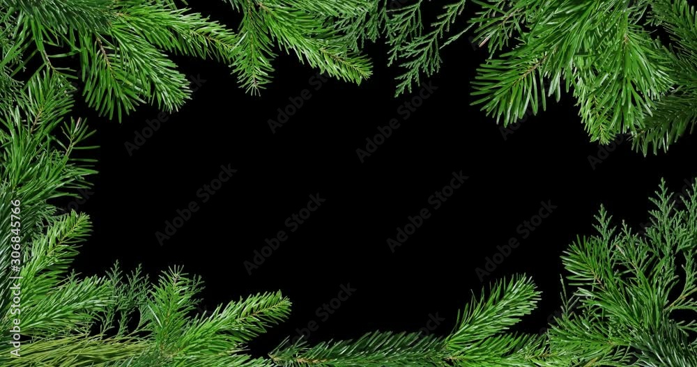 Green branch of pine tree isolated on black and red background screen.