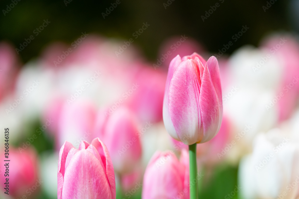 Pink tulip at blurry background, closeup. Fresh spring flowers in the garden Pink tulip at blurry background, closeup. Fresh spring flowers in the garden