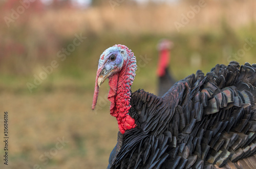 Turkey breeding farm. Home turkeys graze in the meadow. A flock of turkeys on a farm.
