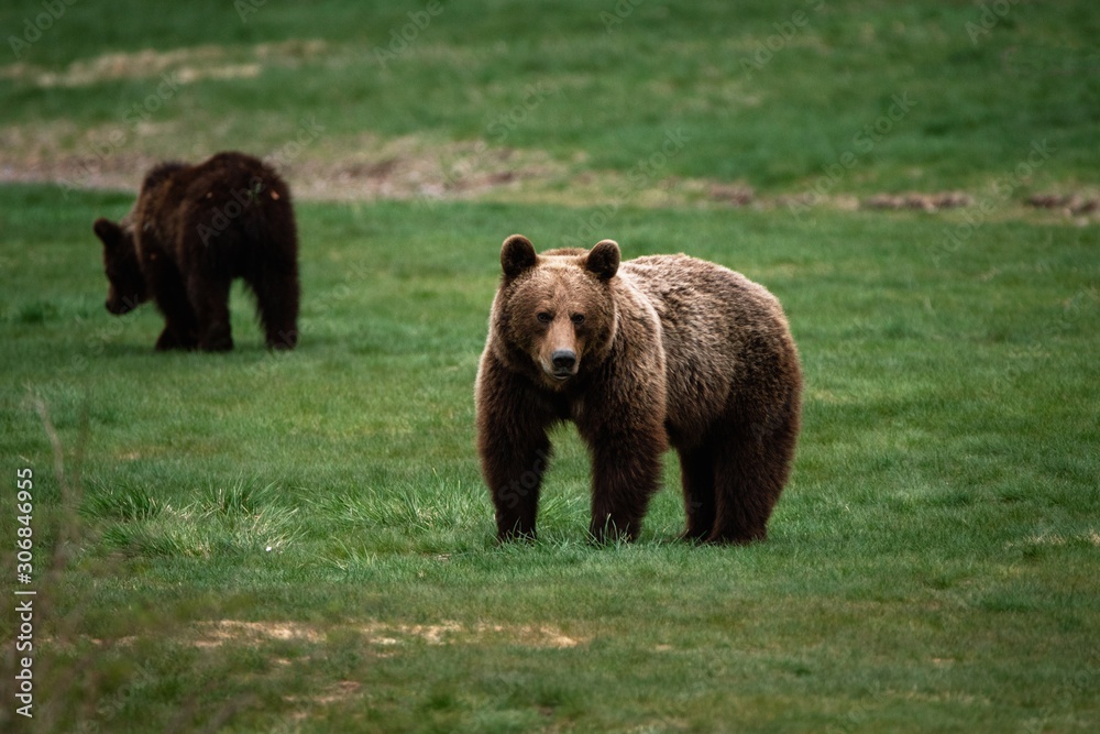Carpathian brown bear in the wilderness,Romania,Transylvania,Europe.