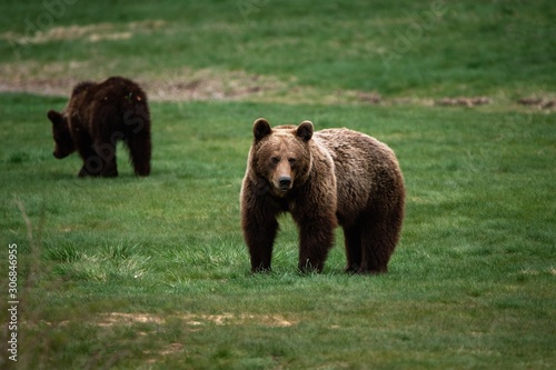 Carpathian brown bear in the wilderness,Romania,Transylvania,Europe.