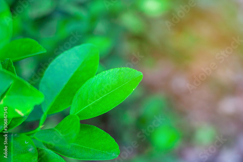 Green leaf nature with branch on light bokeh nature