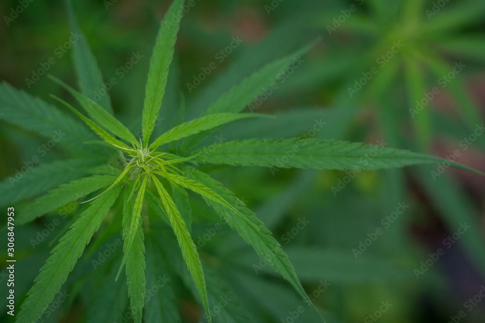 Green hemp leaves have beautiful backgrounds and bokeh. Green hemp leaves have beautiful backgrounds and bokeh.