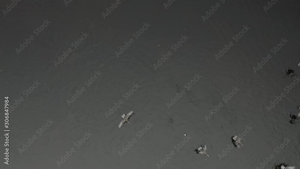 Beautiful aerial photographs of a group of geese flying over a lake, moving more geese left and right, large birds migrating to different areas. Beautiful aerial photographs of a group of geese flying over a lake, moving more geese left and right, large birds migrating to different areas.