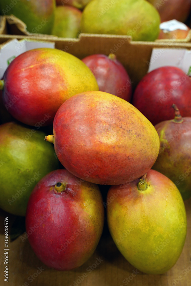 tropical mango harvest close up tropical mango harvest close up