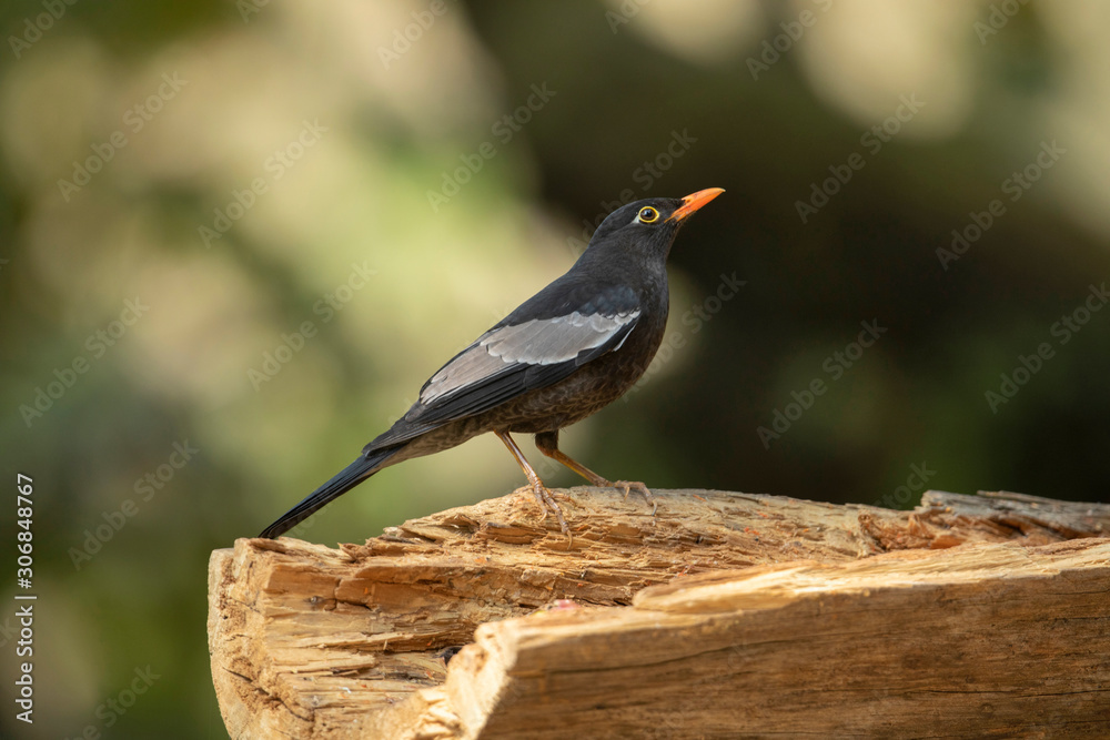 Grey-winged blackbird, Turdus boulboul, Sattal, India Grey-winged blackbird, Turdus boulboul, Sattal, India