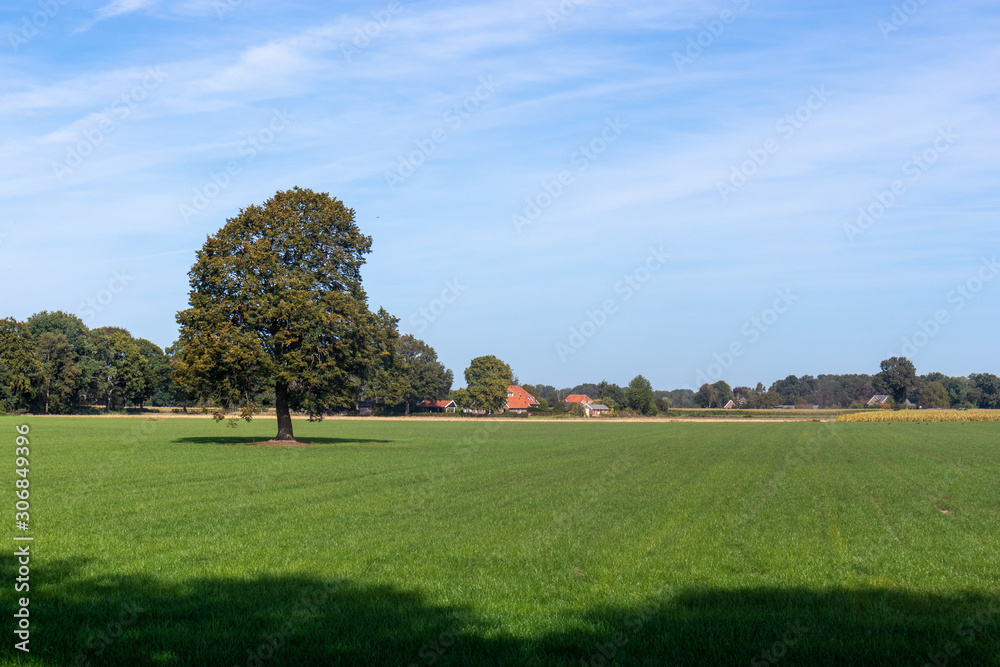 Single tree on field in Achterhoek (The Netherlands) Single tree on field in Achterhoek (The Netherlands)