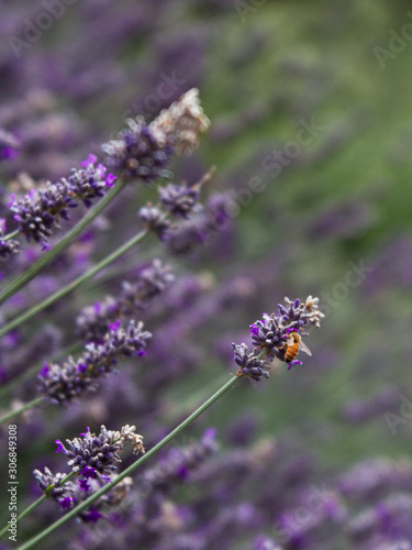Photo of a honey bee pollinating lavender in an urban 