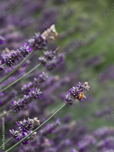 Photo of a honey bee pollinating lavender in an urban  pollinator  yard in Portland  Oregon on July 13  2019. -Photo by Chris Korsak