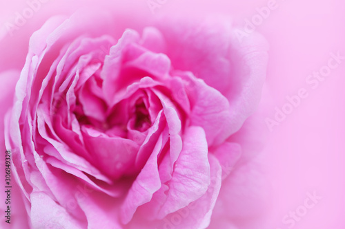 close up of rose  pink background
