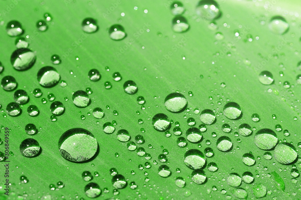 water drops on green leaf