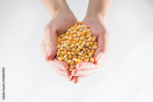 Female hands holding corn seeds, closeup, background isolated