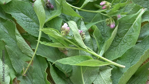 Rotating fresh comfrey Symphytum officinale medical herbs background