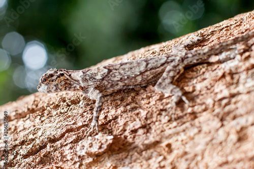 A spotted-skinned lizard hides like a tree bark on a tree trunk. Selective focus on the head. Beautifully blurred green background.