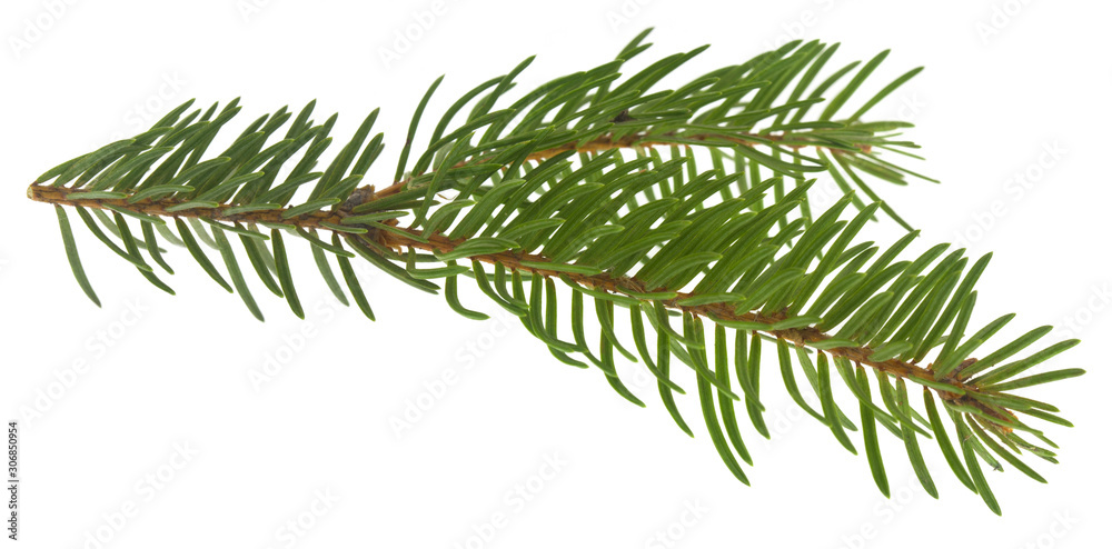Christmas tree branch isolated on white background Christmas tree branch isolated on white background
