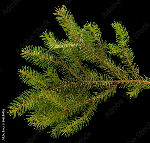 Green Christmas tree branch isolated on black background close-up.