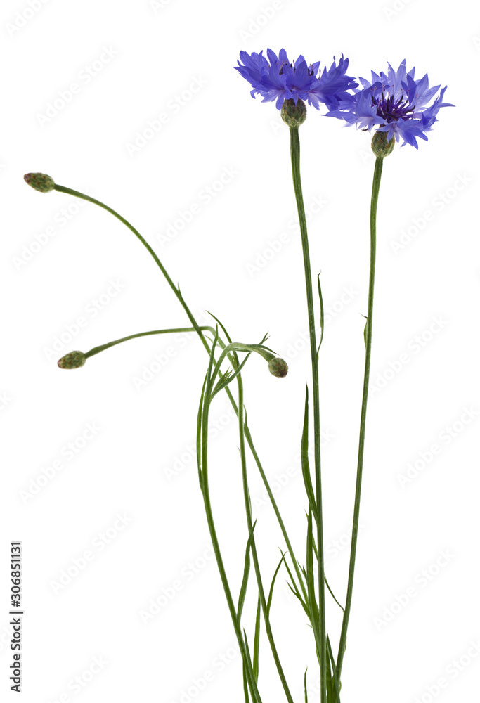 Naklejka premium Bouquet of blue cornflowers isolated on white background