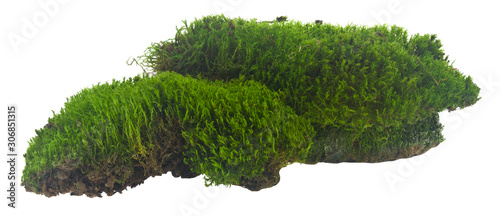 Green moss isolated on white background close up Macro, full focus.