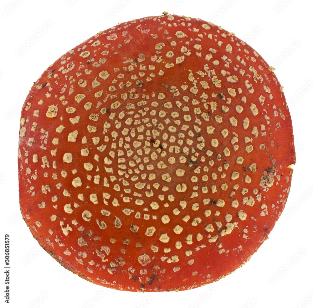 Amanita red cap isolated on white background. Macro, full focus. Long web banner. Amanita red cap isolated on white background. Macro, full focus. Long web banner.