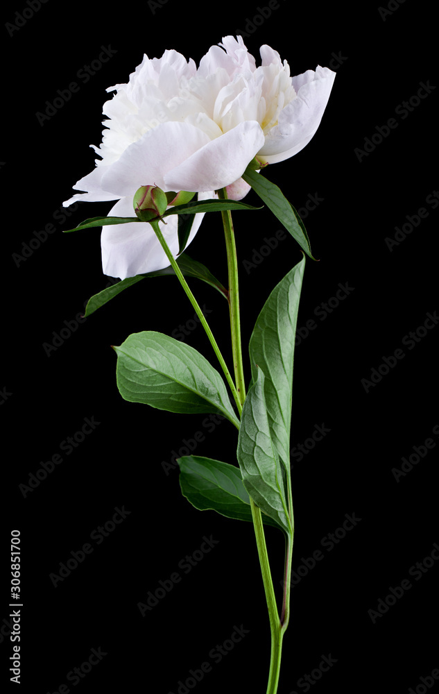 White peonies flowers isolated on black background. White peonies flowers isolated on black background.