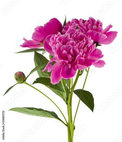 Fototapeta Naklejka Na Ścianę i Meble -  Pink peonies flowers isolated on white background.