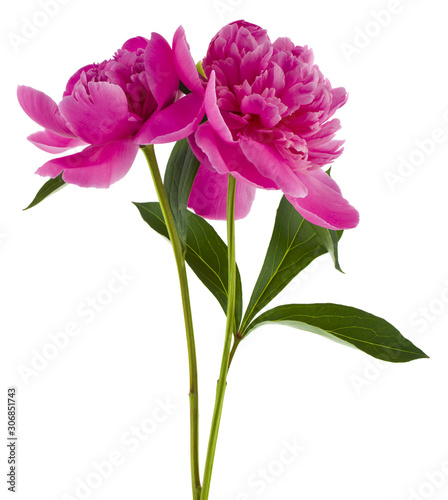 Beautiful peonies flowers isolated on white background close-up. Macro.