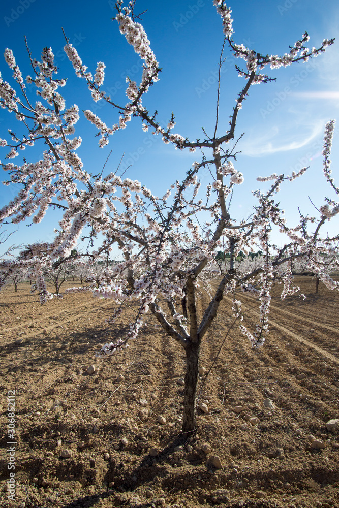 Almond tree plantation in bloom Villalpardo Cuenca Spain Almond tree plantation in bloom Villalpardo Cuenca Spain
