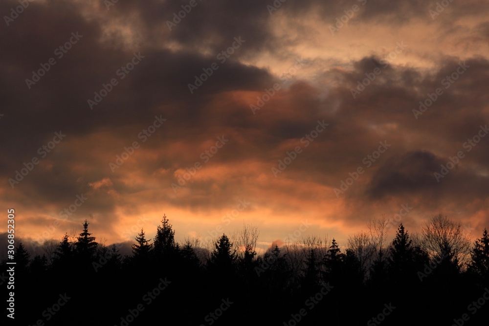 Fototapeta premium sunset in forest