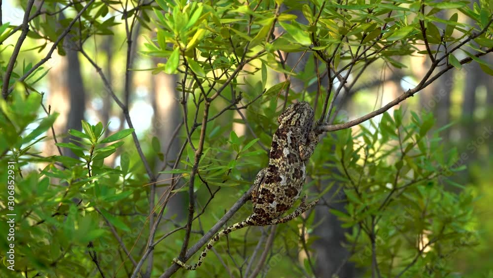 Chameleon on a tree branch in the wild forest. Close up. 4K