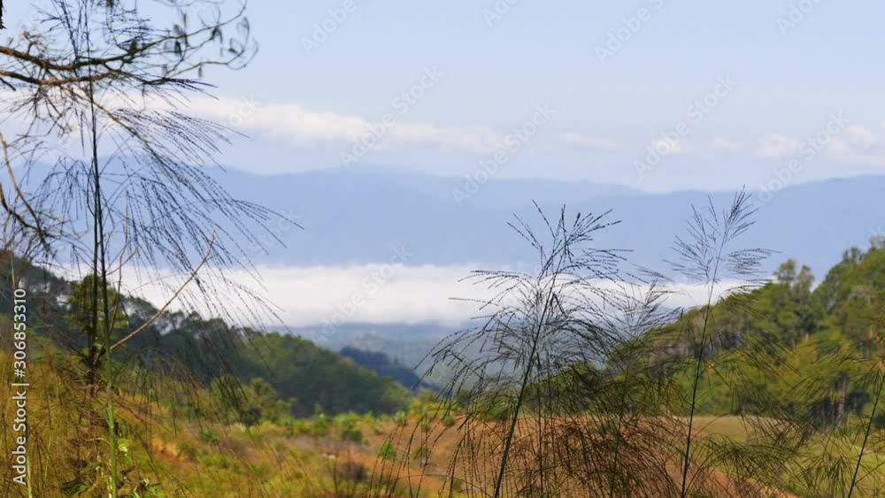 Beautiful flowers and mountain views Beautiful flowers and mountain views