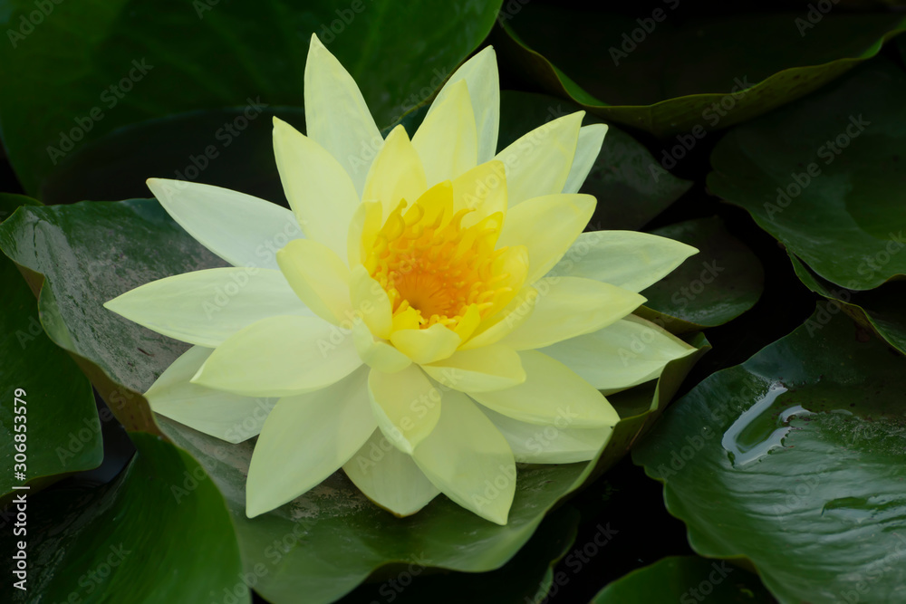 Close up soft yellow water lily in green leaves background.