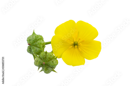 Close up the yellow flower of devil's thorn on white background. photo