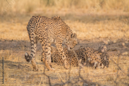 Cheetah in the Kalahari desert, Namibia, Africa © Tim on Tour