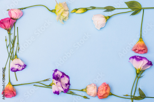 Fototapeta Naklejka Na Ścianę i Meble -  Frame of white and pink eustoma flowers on blue background, flat lay