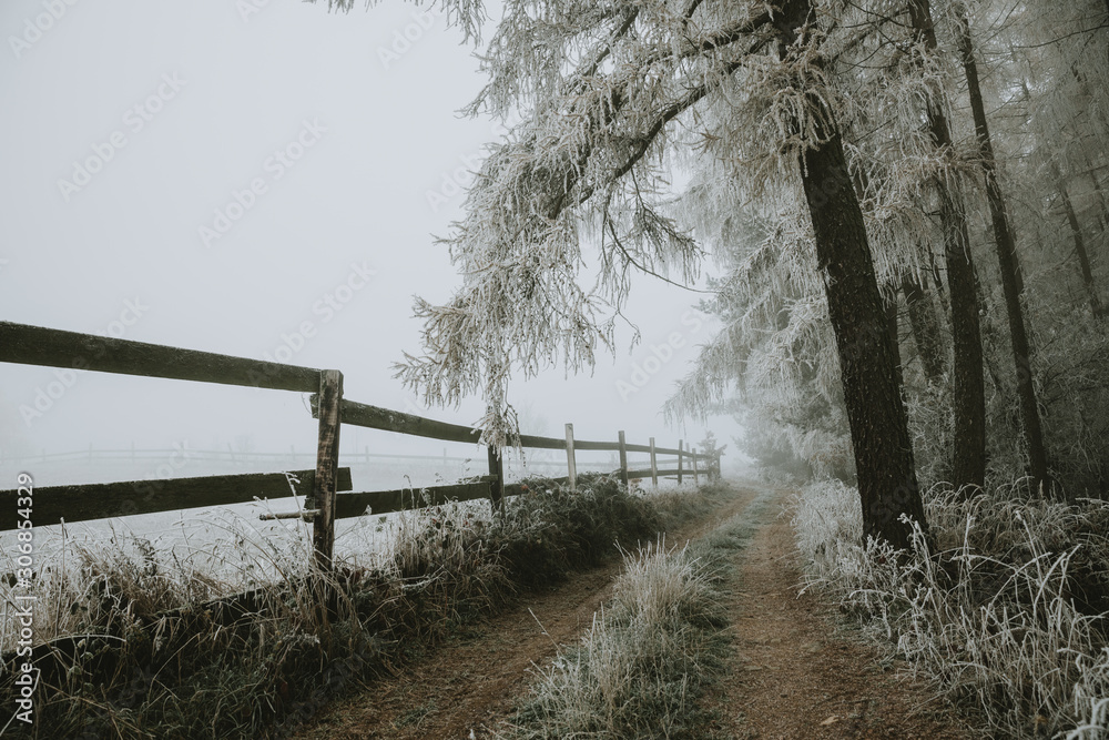 Path around the pasture with wooden fence around under the branches of larch trees covered with hoarfrost during the frosty foggy morning in late autumn Path around the pasture with wooden fence around under the branches of larch trees covered with hoarfrost during the frosty foggy morning in late autumn