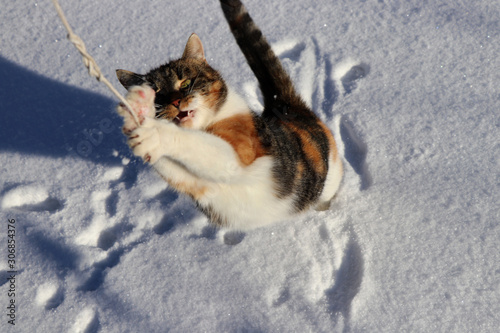 Felis catus is trying hunt white string for herself needs. Domestic cat standing on two back paws and stretching up for her catch. Winter time. Beautiful game © Fauren
