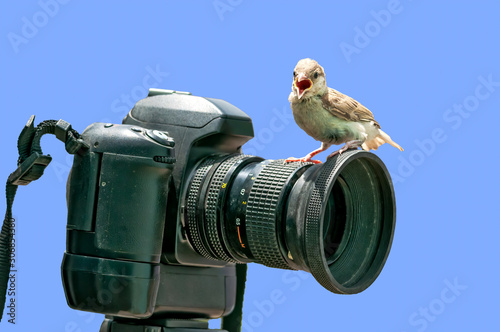 House sparrow chick sitting on a camera calling for food
