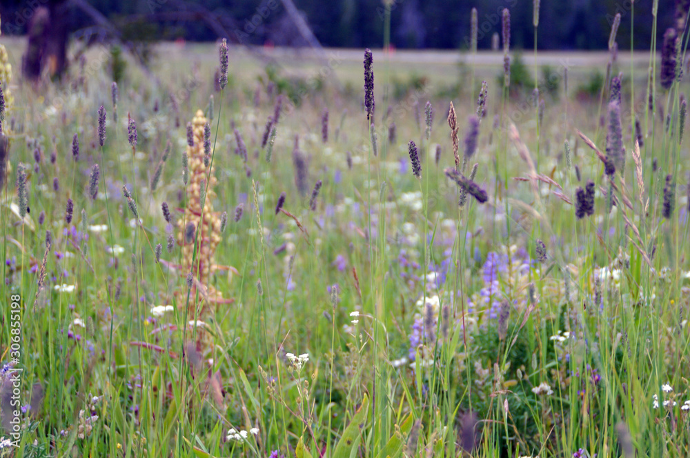 field of flowers