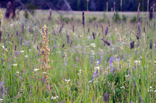 field of flowers