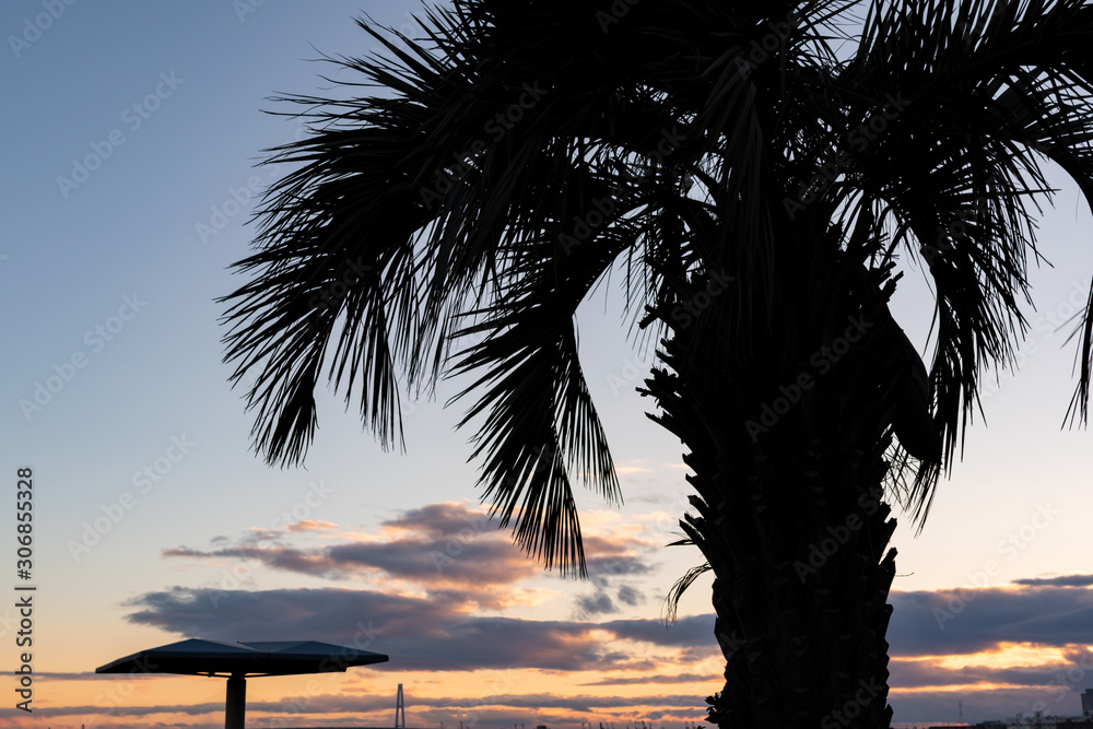 夕暮れの空を背景にした、南国風のフェニックス（カナリーヤシ）のシルエット風景