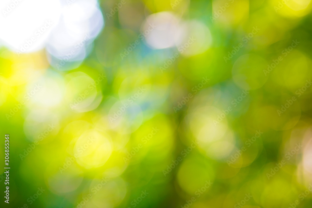 Obraz premium Abstract blurred bokeh Green fresh foliage tree. leaf with morning light