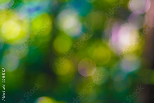 Abstract blurred bokeh Green fresh foliage tree. leaf with morning light