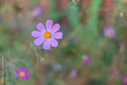 Beautiful garden flower in a lilac color on a natural green background. With copy-space.