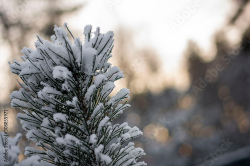 Close up of pine tree branch covered in snow on a cold Winter day. Bokeh, blur and shallow depth of field. Sun shining through trees in the background