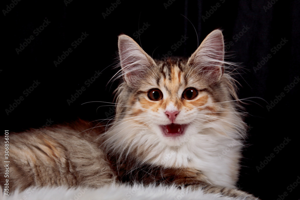 A portrait of a talkative norwegian forest cat kitten