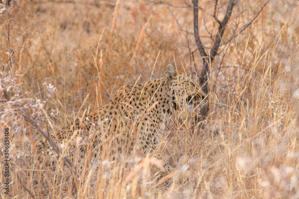 Leopard in the kalahari desert, Namibia, Africa Leopard in the kalahari desert, Namibia, Africa