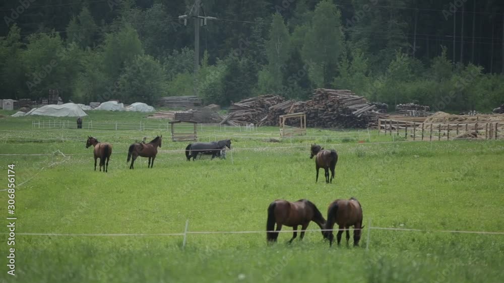 Horses grazing in the field inside white fence. Back view Horses grazing in the field inside white fence. Back view