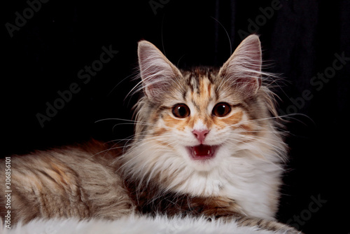 A portrait of a talkative norwegian forest cat kitten